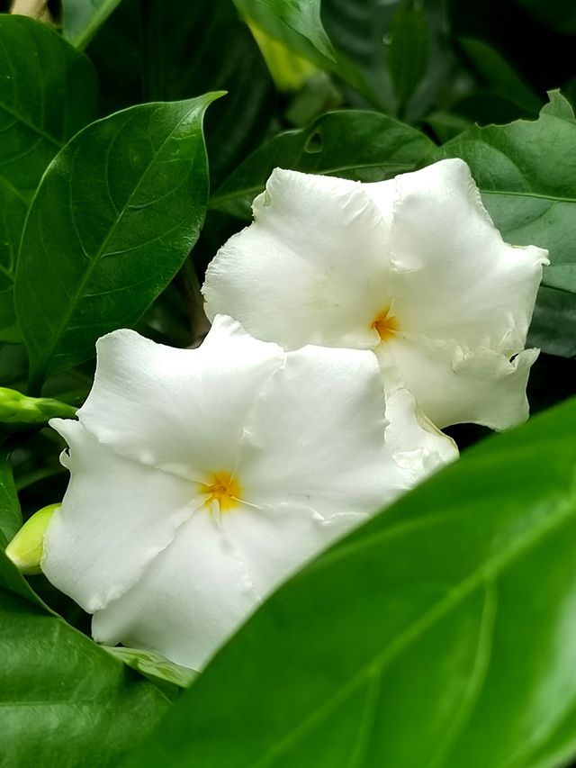 南昌珍奇植物園全攻略