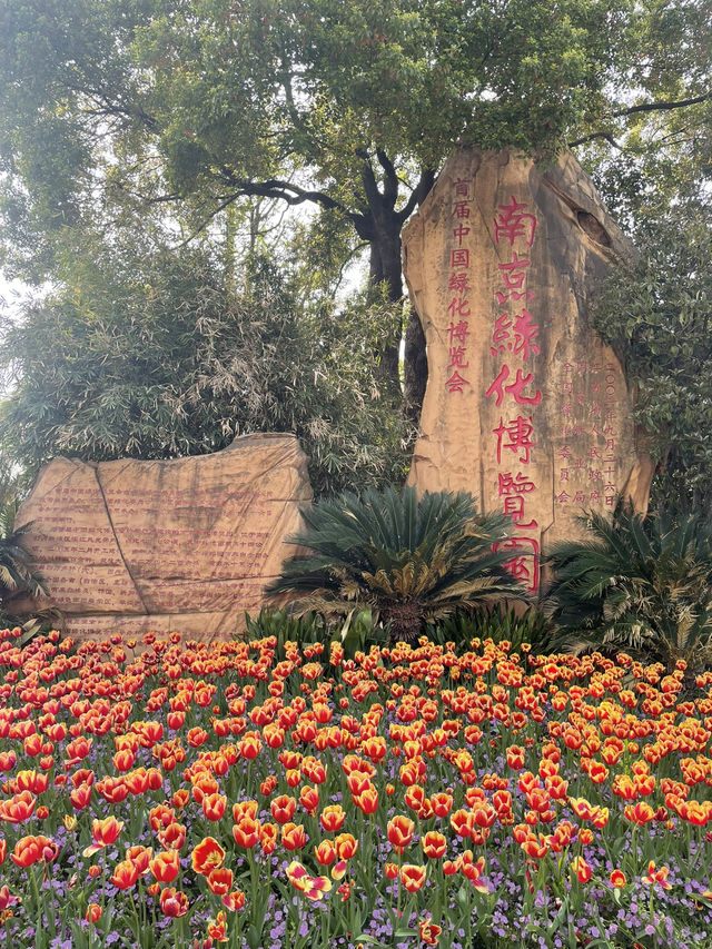 Luboyuan Nanjing: a mini Netherlands to see tulip 🌷