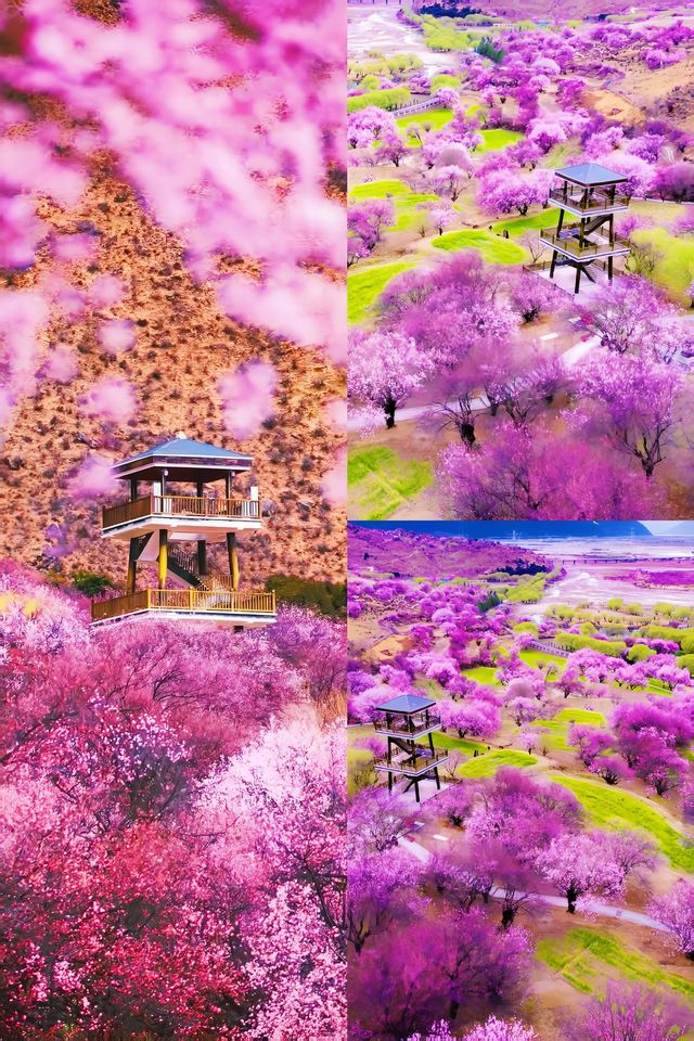 桃林仙境等你嚟，錯過再等成整年！