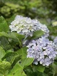 來看花兒啦🌷台灣竹子湖繡球花好漂亮🌺