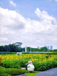 🌻邂逅廣州限定浪漫！向日葵花海美出圈