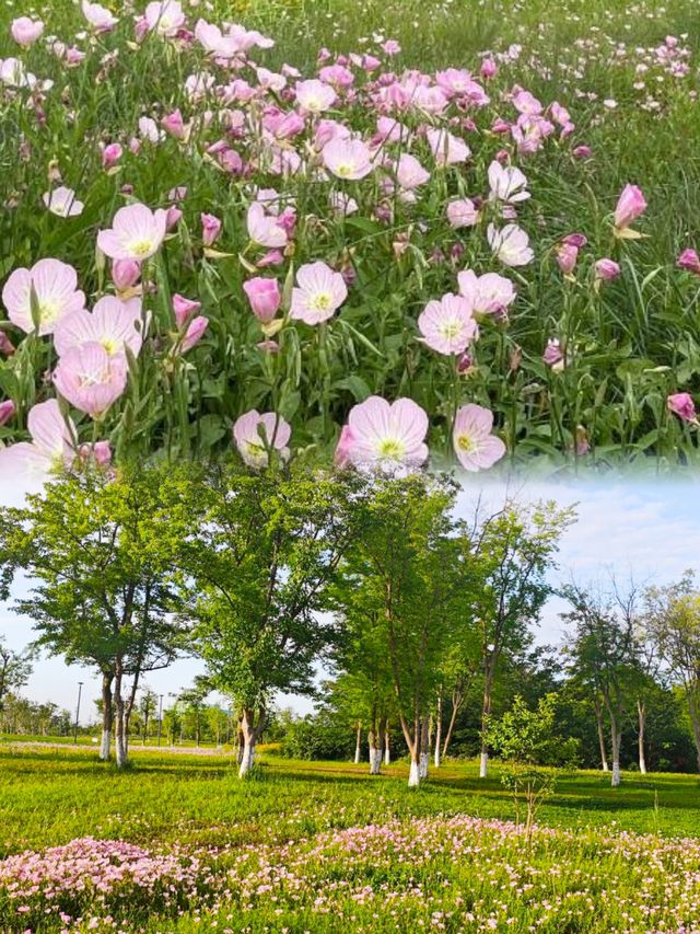 夏日消暑指南：黃昏去濕地公園追一場橘子味日落啦！