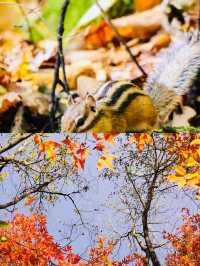 伊春森林公園｜闖入宮崎駿綠野仙蹤嘅5大秘境！