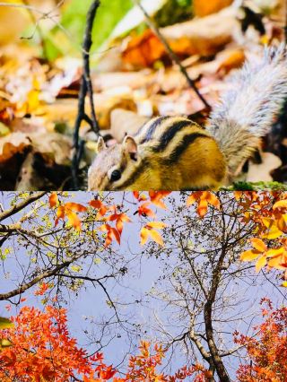 Yichun Forest Park｜Explore 5 Secret Spots in the Miyazaki Hayao Green Wonderland!