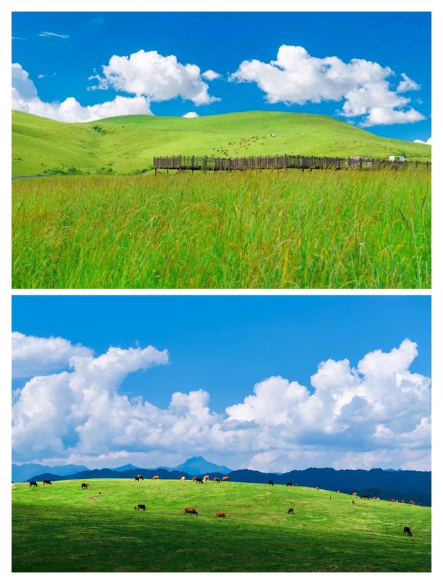 答應我，一定要來騰衝東山草原度假