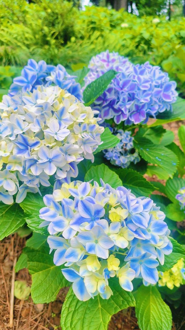 《臨平公園，邊度可以欣賞到最美嘅自然風光？》