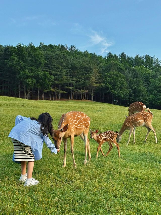 帶住細路再遊伊春！迪士尼都變咗背景板