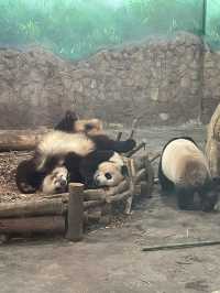 The Pandas of Chengdu!