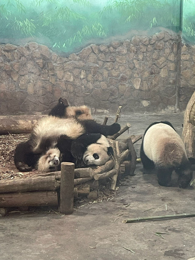 The Pandas of Chengdu!