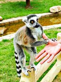 暑假沈陽森林動物園親子遊攻略,附酒店推薦!