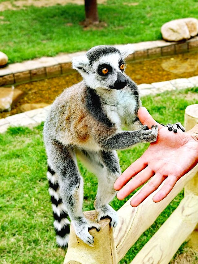 暑假沈陽森林動物園親子遊攻略,附酒店推薦! 暑假沈陽森林動物園親子遊攻略,附酒店推薦!