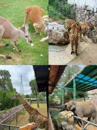國慶節去哪玩｜來紫清湖野生動物世界與動物親密接觸吧！