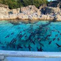 【東京】葛西臨海公園水族園へ🐠🫧‪