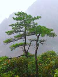 我看到的三清山