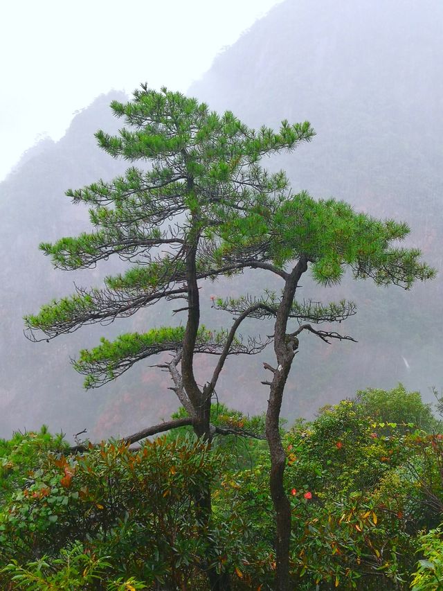 我看到的三清山