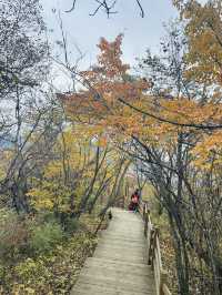 國慶別亂跑！四川這座山把秋天染成紅色海洋，《國家地理》都誇爆