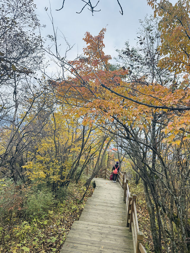 國慶別亂跑！四川這座山把秋天染成紅色海洋，《國家地理》都誇爆