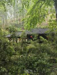 衢州仙霞關|青石古道印滄桑 蒼松迎客越千年