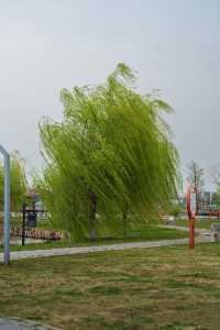 奎湖濕地邂逅頤朋，解鎖夢幻假日！