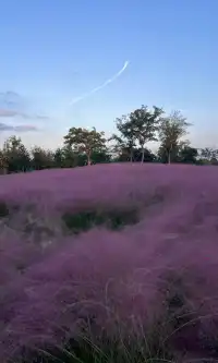 10.17上海小眾粉黛公園沒想到這麼美!!