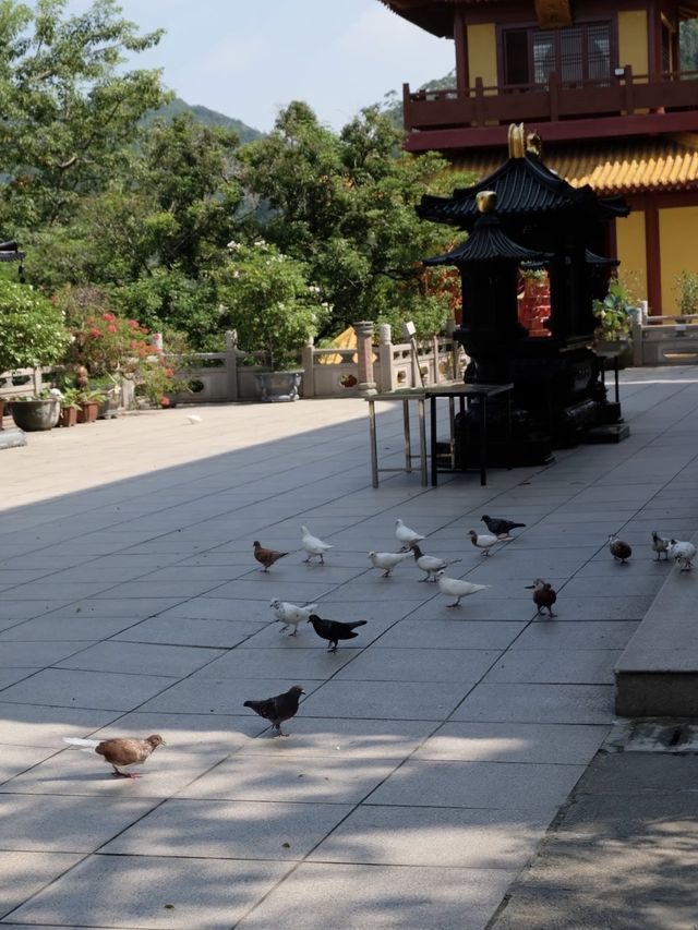 廈門|晴天探秘最美建築群 廈門|晴天探秘最美建築群