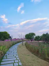 上海秋日限定浪漫，週末快衝！附攻略