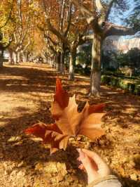 今日西安立冬,古都冬韻初顯