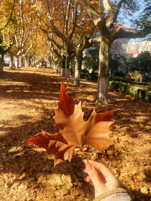 今日西安立冬,古都冬韻初顯 今日西安立冬,古都冬韻初顯