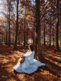 絕美!包場整個落羽松林的韓劇級浪漫