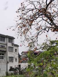 令人驚艷的賞秋之地——中國甜柿第一村