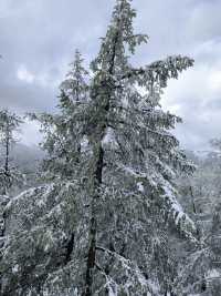 被喀納斯的美震撼到說不出話這才是新疆旅遊的天花板,阿勒泰皇冠上的明珠說的就是這裡吧 【必