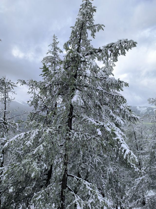 被喀納斯的美震撼到說不出話這才是新疆旅遊的天花板,阿勒泰皇冠上的明珠說的就是這裡吧 【必 被喀納斯的美震撼到說不出話這才是新疆旅遊的天花板,阿勒泰皇冠上的明珠說的就是這裡吧 【必