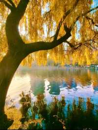 赴一場萬柳塘公園的秋日之約