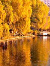 赴一場萬柳塘公園的秋日之約