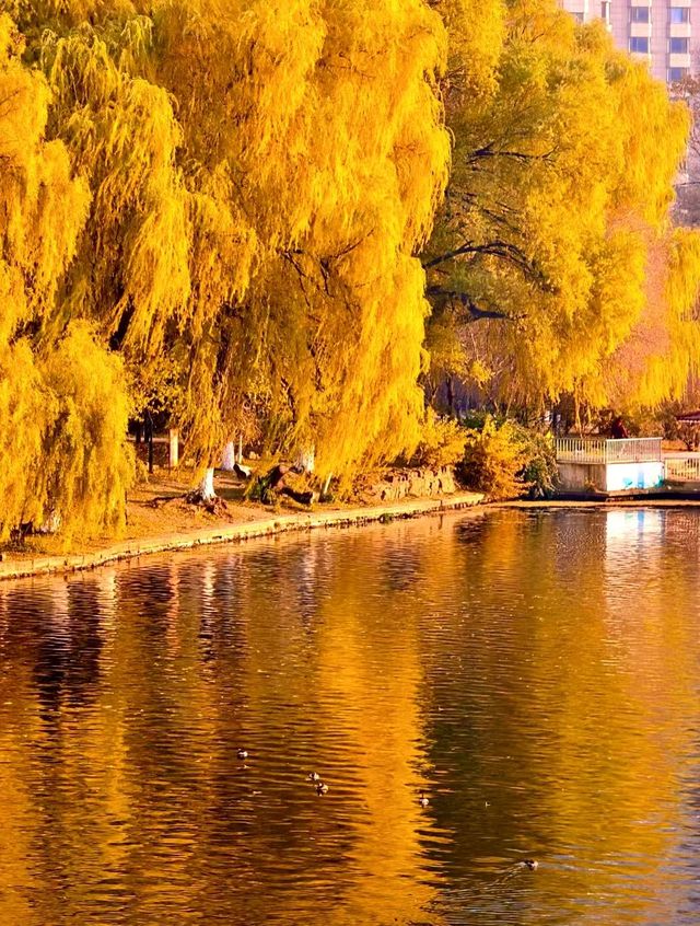 赴一場萬柳塘公園的秋日之約