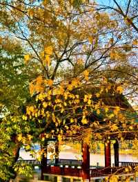 赴一場萬柳塘公園的秋日之約