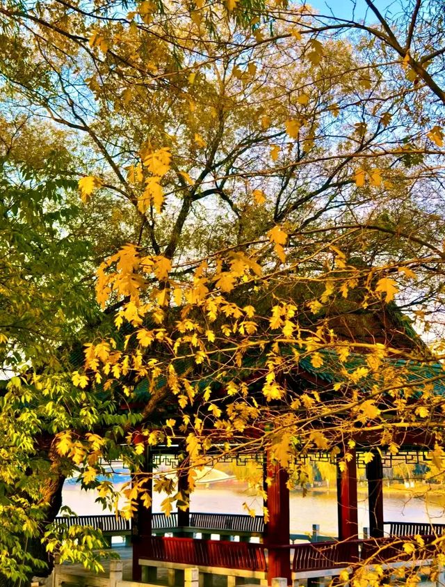 赴一場萬柳塘公園的秋日之約