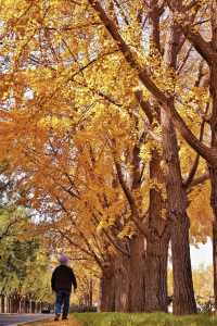 亞布力銀杏鋪秋箋，暖居枕林醉晴川