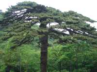 世界文化自然雙遺產——黃山