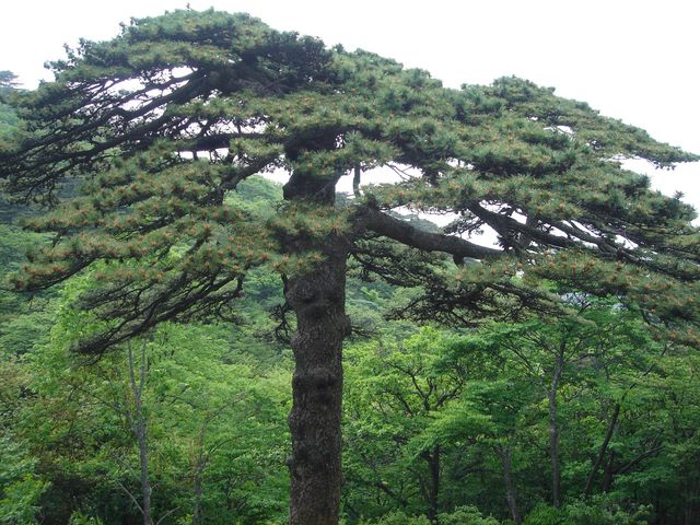 世界文化自然雙遺產——黃山