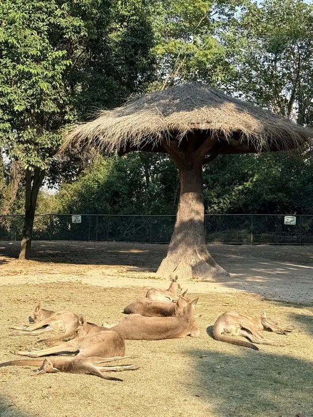 Lk|上野動物園 Lk|上野動物園