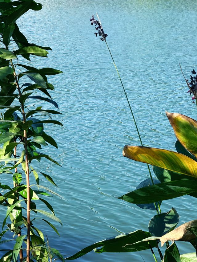 先喊一句:揭陽西湖你還有多少驚喜是我們不知道的! 先喊一句:揭陽西湖你還有多少驚喜是我們不知道的!