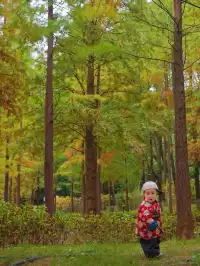 德陽東湖山水杉黃綠漸變美成莫奈畫!