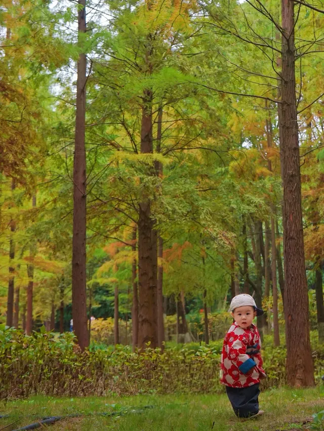 德陽東湖山水杉黃綠漸變美成莫奈畫! 德陽東湖山水杉黃綠漸變美成莫奈畫!