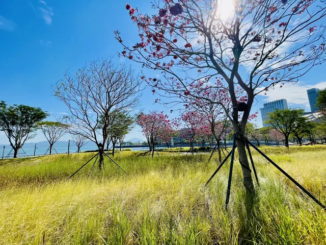 深圳又多一個週末遛娃、海邊徒步的好去處 深圳又多一個週末遛娃、海邊徒步的好去處