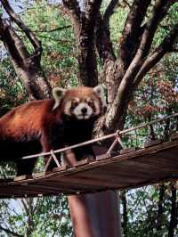 上海野生動物園全攻略：輕鬆遛娃不踩雷