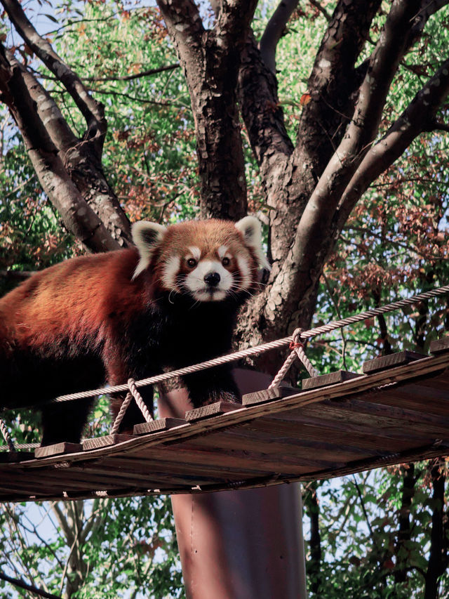上海野生動物園全攻略：輕鬆遛娃不踩雷