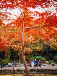 又是一年楓葉紅時魯迅公園賞楓攻略來啦！