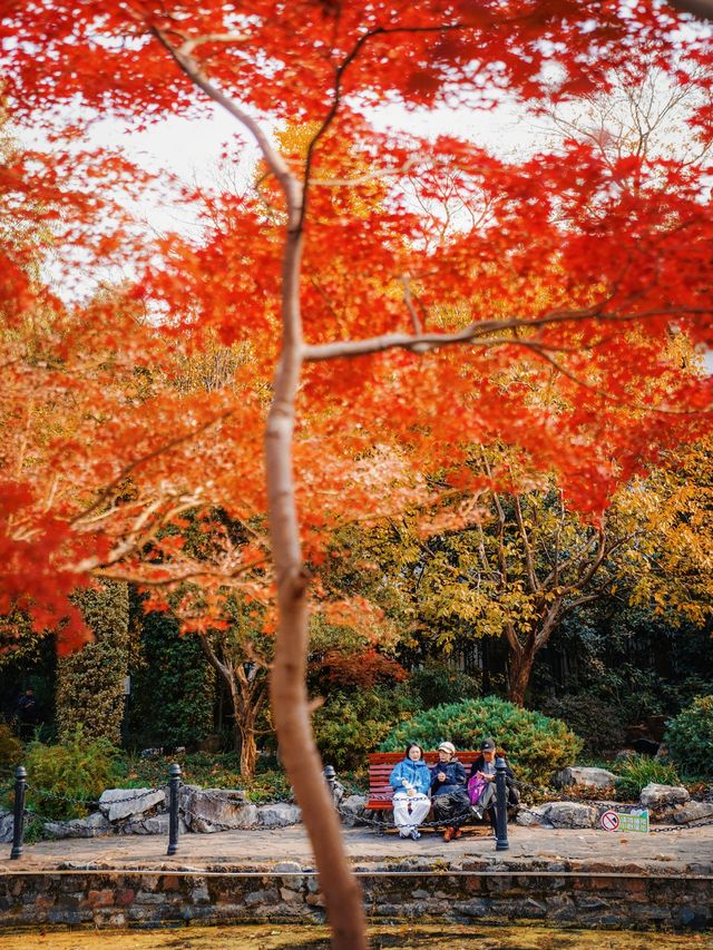 又是一年楓葉紅時魯迅公園賞楓攻略來啦！