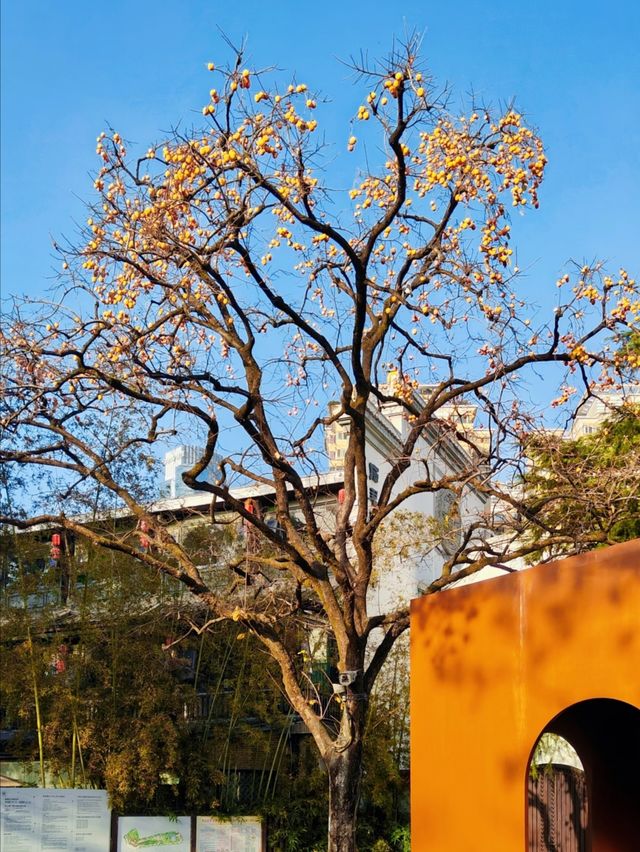 長沙人私藏!市中心這片銀杏秘境美到窒息 長沙人私藏!市中心這片銀杏秘境美到窒息